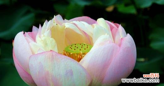 荷花象征着什么样的人 荷花的美丽与品质