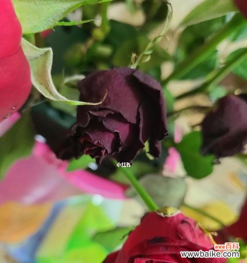 传达爱情 黑玫瑰