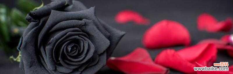 传达爱情 黑玫瑰
