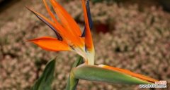 寄托希望的灵魂花--鹤望兰 以鹤望兰代表意思的深层含义