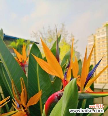 寄托希望的灵魂花--鹤望兰 以鹤望兰代表意思的深层含义