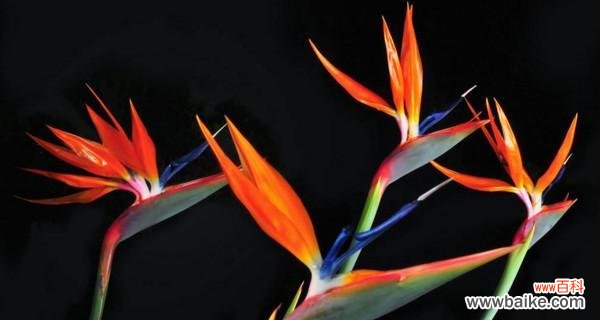 揭示鹤望兰花的花语与象征 鹤望兰花