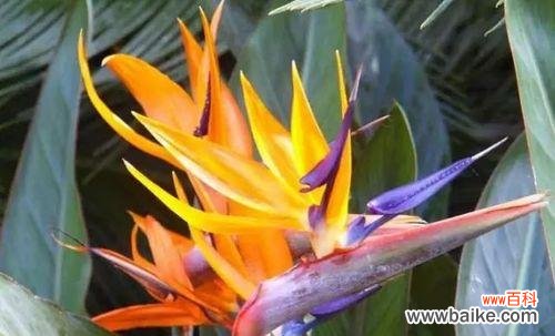 揭示鹤望兰花的花语与象征 鹤望兰花