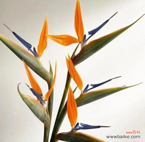 揭示鹤望兰花的花语与象征 鹤望兰花