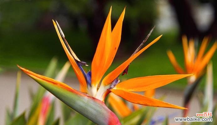 以鹤望兰花为纽带 鹤望兰花