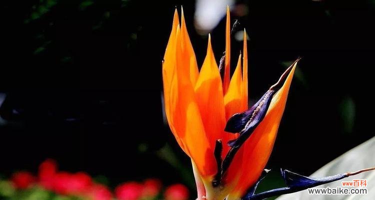 以鹤望兰花为纽带 鹤望兰花