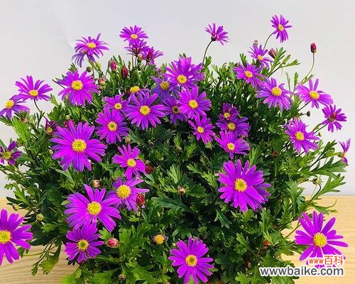 品味花海中的浪漫与祝福 探寻荷兰菊花语的美丽花言巧语