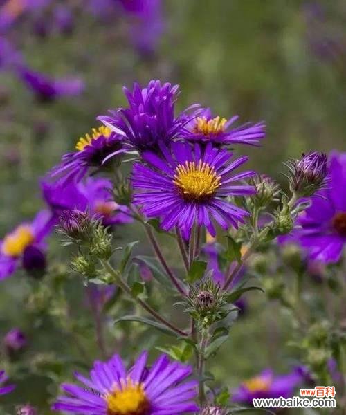 以活动与说谎为主题的探讨 荷兰菊花的花语与人际关系