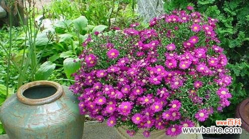 以活动与说谎为主题的探讨 荷兰菊花的花语与人际关系