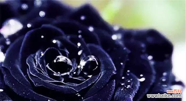 探索黑玫瑰的独特魅力 黑玫瑰的花语与意义
