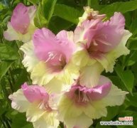 揭开剑兰花背后的象征与传说 剑兰花的寓意与花语