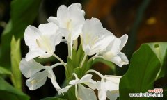 姜花的花语 姜花的花语