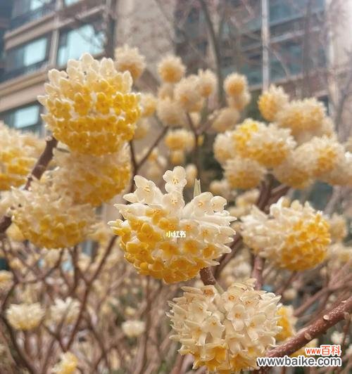 探寻以结香的神秘花语和古老传说 以结香的花语及传说故事——传递爱与美的花朵