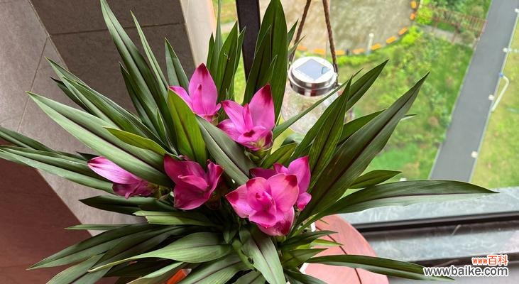 姜荷花 姜荷花的传说与花语