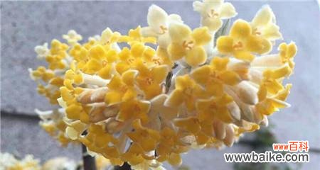 探索结香花的神秘力量 以结香花的寓意和风水