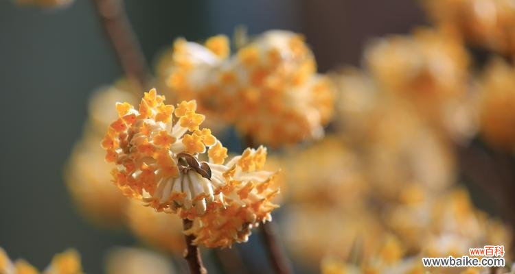 深入探究以结香花的内涵和意义 以结香花的寓意和象征意义