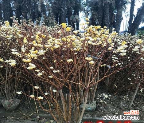 深入探究以结香花的内涵和意义 以结香花的寓意和象征意义