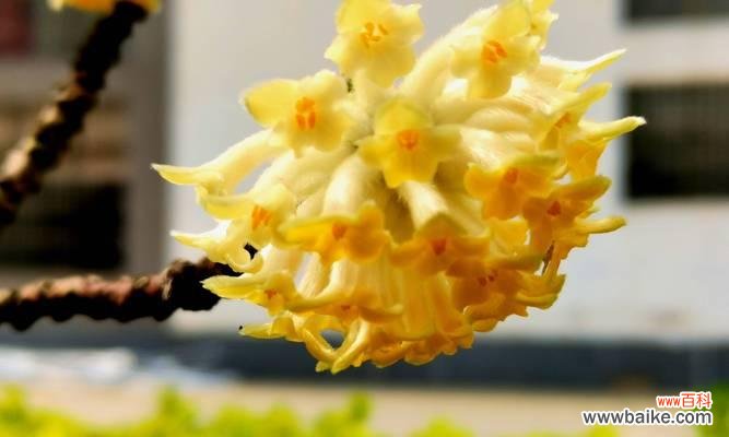 传统花语的魅力与意义 以结香花语的含义及传承