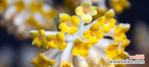 传统花语的魅力与意义 以结香花语的含义及传承