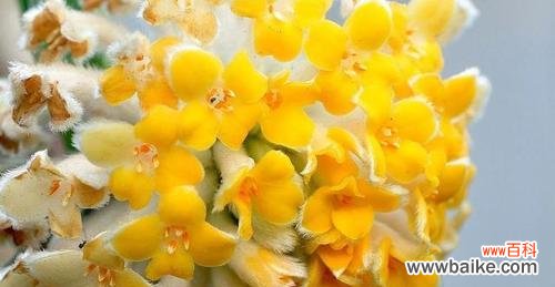 传统花语的魅力与意义 以结香花语的含义及传承