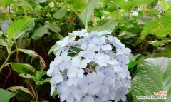 揭秘花花语的真正含义 花花语之背叛之谜