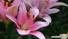 揭示金百合花背后的花语及象征意义 金百合花的花语和寓意