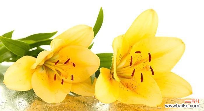 揭示金百合花背后的花语及象征意义 金百合花的花语和寓意