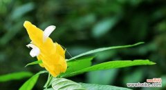 探索金苞花的深层内涵 金苞花的花语及其寓意