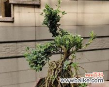 探索金边雪花的美丽与文化 金边六月雪花语——探寻柬埔寨之美