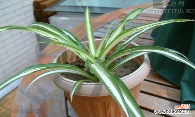 品味吊兰的花语 金边吊兰花语之祝福与美好