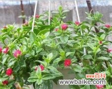 探索金边吊兰开花的象征意义 金边吊兰开花的寓意是什么