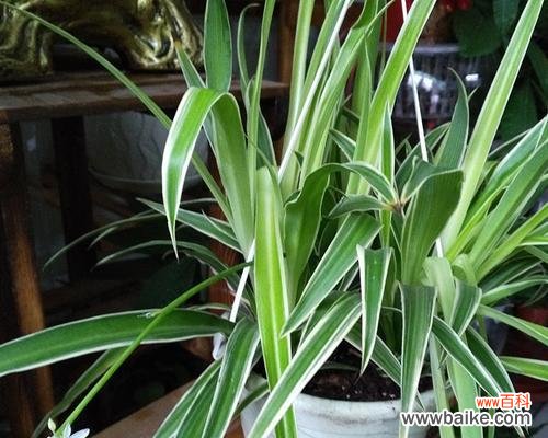 探索金边吊兰开花的象征意义 金边吊兰开花的寓意是什么