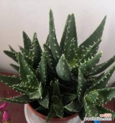 探索金边虎皮兰花背后的寓意 金边虎皮兰花开的寓意及象征意义