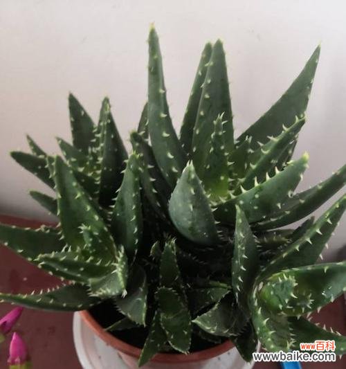 探索金边虎皮兰花背后的寓意 金边虎皮兰花开的寓意及象征意义