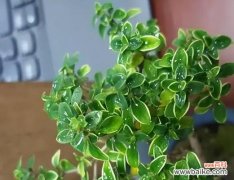 揭秘金边六月雪的背后 金边六月雪的寓意与风水