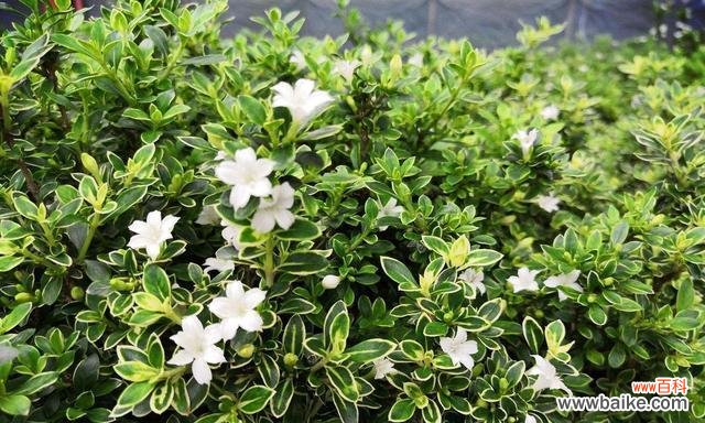 揭秘金边六月雪的背后 金边六月雪的寓意与风水