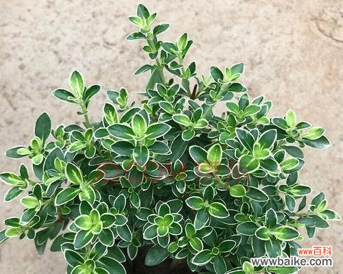 揭秘金边六月雪的背后 金边六月雪的寓意与风水