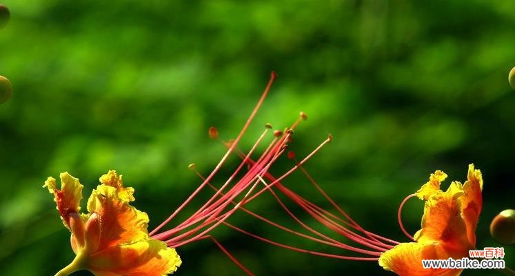 传世经典 金凤花