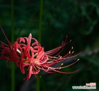 揭开黑色彼岸花背后的神秘面纱 黑色彼岸花花语