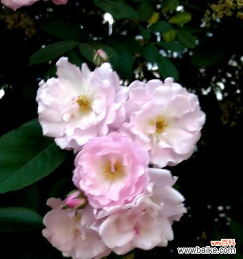 从暗黑到浪漫 黑蔷薇花语