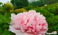 探索黑牡丹的花语和传说 黑牡丹花语