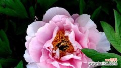 探索花海中的情感纷争 牡丹花语