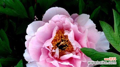 探索花海中的情感纷争 牡丹花语