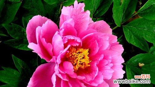 探索花海中的情感纷争 牡丹花语