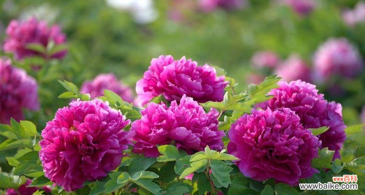 探索花海中的情感纷争 牡丹花语