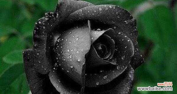探寻黑色曼陀罗花的神秘与奇幻 黑色曼陀罗花的花语与传说