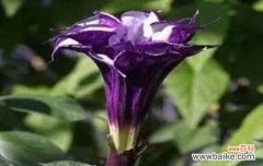 探索黑色曼陀罗花的神秘与深沉 黑色曼陀罗花语