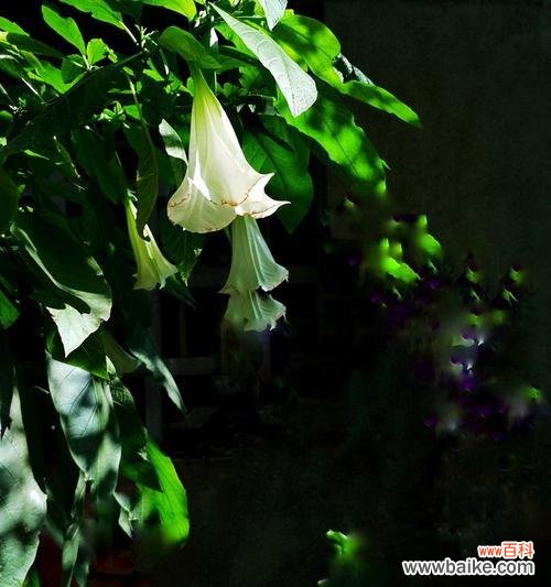 揭示黑色曼陀罗花的象征与传说 黑色曼陀罗花的神秘与意义