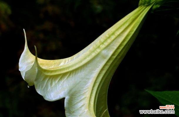 揭示黑色曼陀罗花的象征与传说 黑色曼陀罗花的神秘与意义