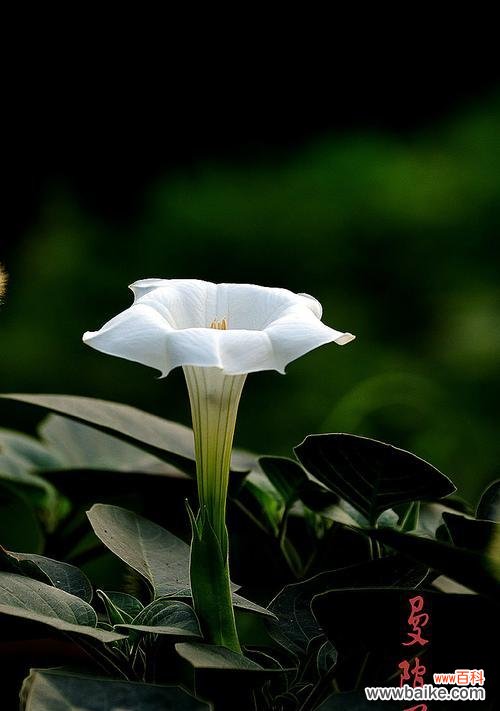 揭示黑色曼陀罗花的象征与传说 黑色曼陀罗花的神秘与意义